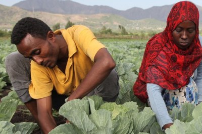 A Kalu, en Éthiopie, des membres de groupe de maraîchers de Selam. L'horticulture aide les jeunes tentés par la migration à créer leurs emplois.