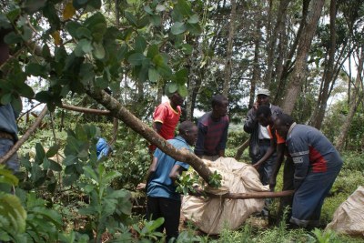 A group of young men prepare to transfer an uprooted tree (file photo).