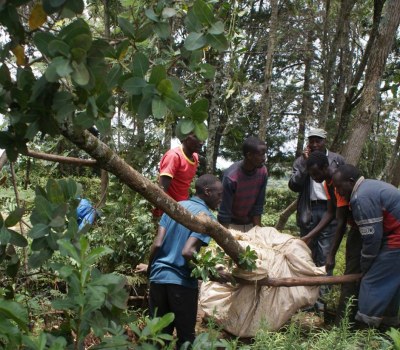 Not Pub Hopping ... Tree Hopping Says Kenya's Farmers