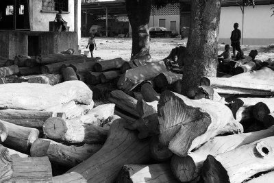 Rosewood stockpile in Guinea Bissau
