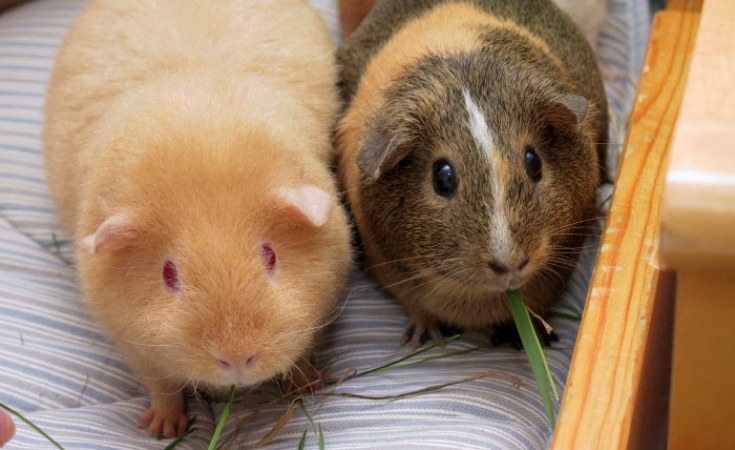 Guinea pig sale farming for food