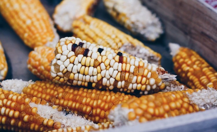 Uganda: Joy As Ban On Ugandan Maize Is Lifted