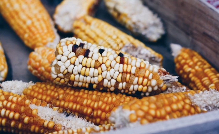 Malawi Still Food Secure Despite Floods Maize Surplus At 355 000 Metric Tonnes Allafrica Com