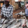 Will Cage Farming Protect Lake Victoria?s Fish?