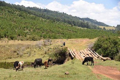 The area where the Kimwarer dam would have been built in Elgeyo-Marakwet.