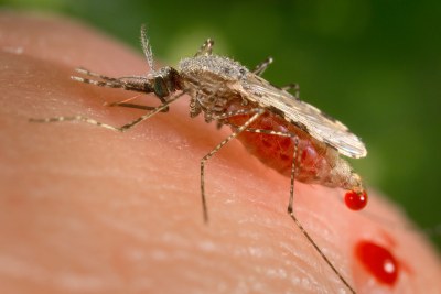A feeding female Anopheles stephensi mosquito. A. stephensi is a known vector for the parasitic disease malaria (file photo).