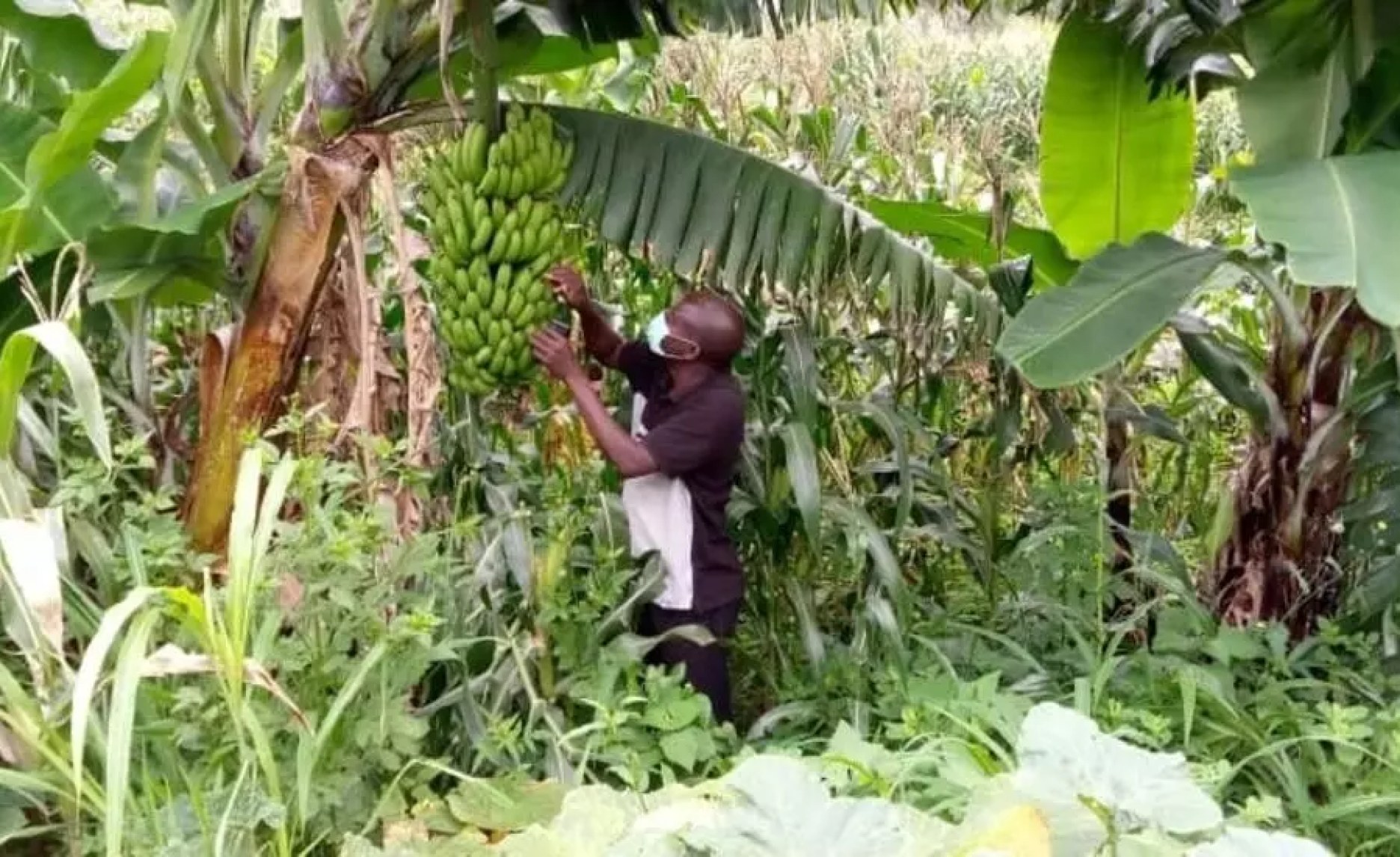 Africa The Banana Economy and How It Can Transform Africa
