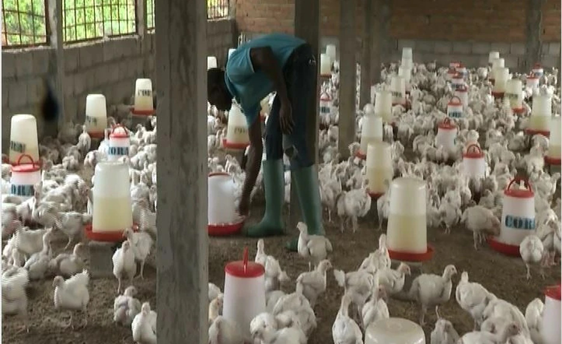 Cameroon Poultry Farmers Urge Europe to Ease Trade Restrictions