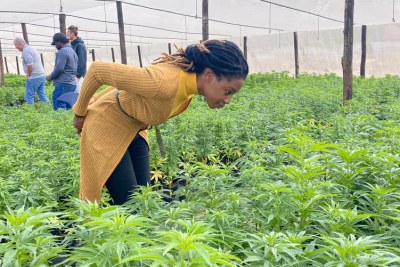 Dr. Zorodzai Maroveke, head of Zimbabwe Industrial Hemp Trust, seen in a Beatrice farming area on July 7, 2021, says Zimbabwe is making a smart choice with cannabis, since the tobacco market is shrinking.