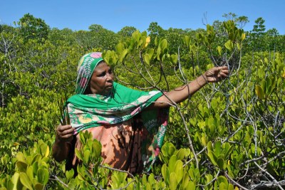 Tima Abudhi picks stems to replant from a mangrove tree in Kizingitini village, in Lamu County, Kenya, October 4, 2021.