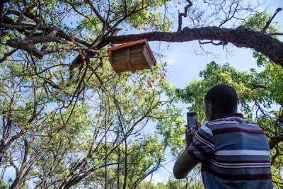 Experts are working with local beekeepers to replace traditional hives, which strip tree bark, with more sustainable structures.