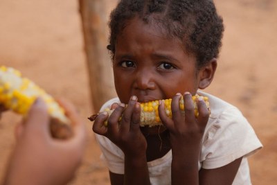 Une fillette de cinq ans mange du maïs pour le déjeuner à Madagascar. Sa mère est agricultrice et nourrit sa famille avec ce qu'elle peut produire, malgré la sécheresse et les insectes (photo d'archive).