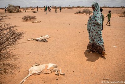 La Somalie frappée par la sécheresse