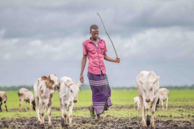 Climate change is putting increasing pressure on the Tana Delta’s residents and their surrounding ecosystems, with farmers and herders clashing as they vie for access to land and pasture(file photo).