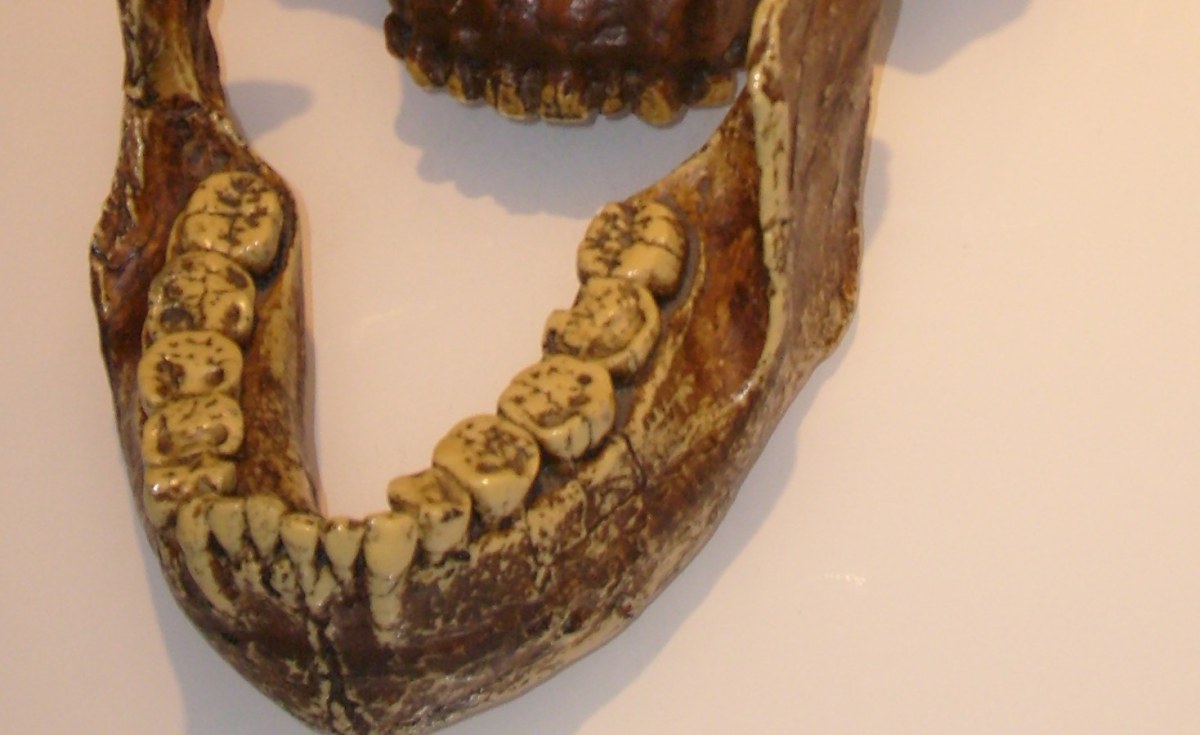 Africa Fossil Teeth Reveal How Brains Developed in Utero Over Millions