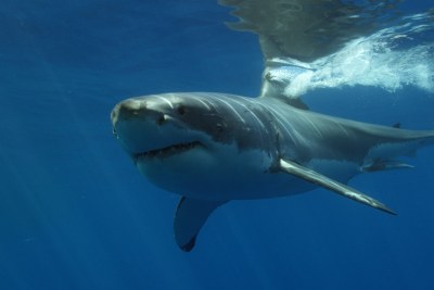 Great white shark (file photo).